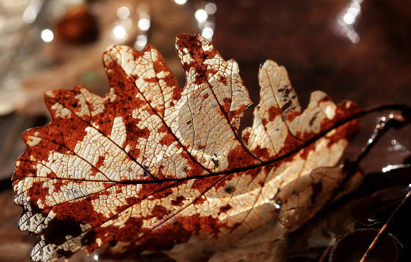 Photo wallpaper autumn, leaves, nature