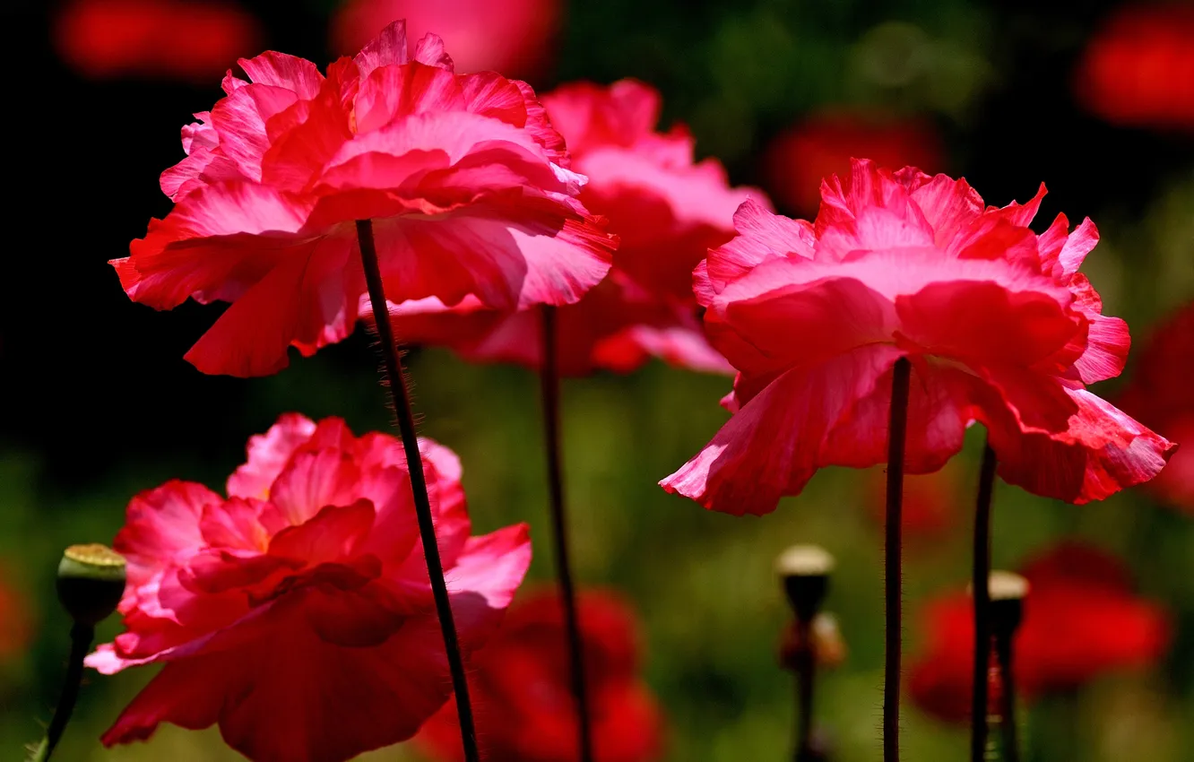 Photo wallpaper macro, paint, Maki, petals