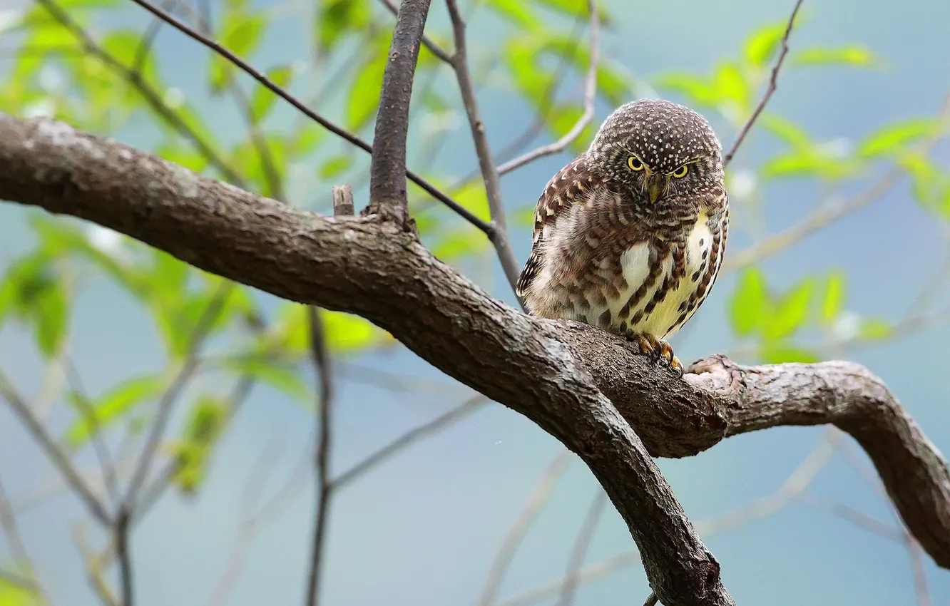 Photo wallpaper the sky, eyes, branches, owl, bird, beak