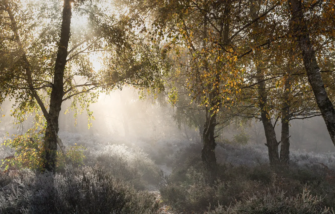 Photo wallpaper autumn, forest, trees, fog, foliage, morning, birch, path