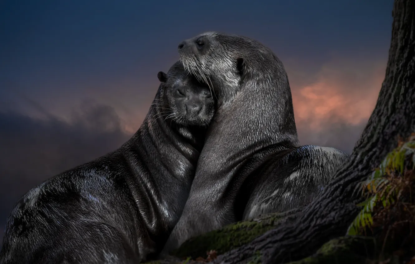 Photo wallpaper love, a couple, otter, Giant Otter, Brazilian Otter