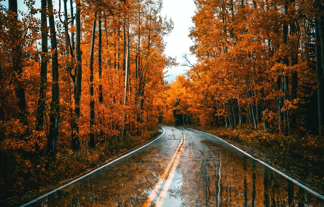 Photo wallpaper road, autumn, forest
