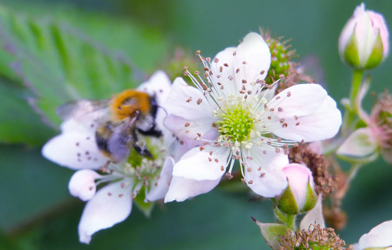 Photo wallpaper white, flower, insect