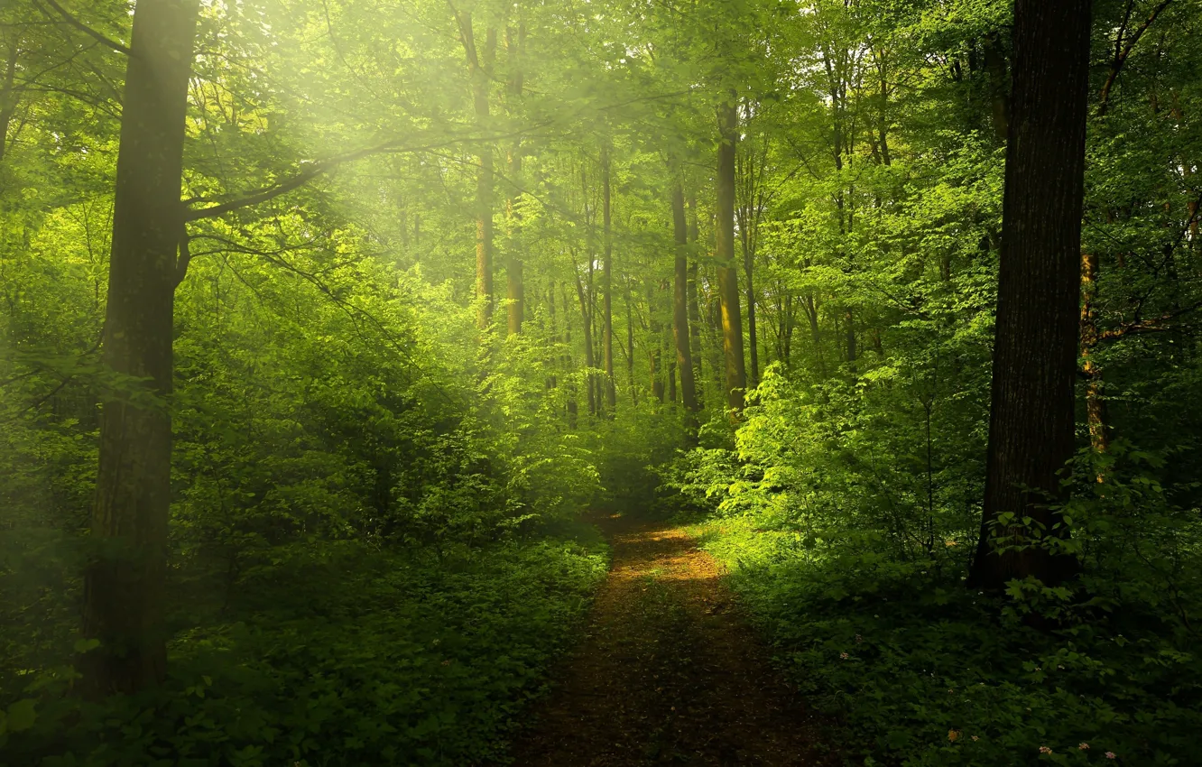 Photo wallpaper nature, pathway, Green forest, sunrays through trees, woods trails