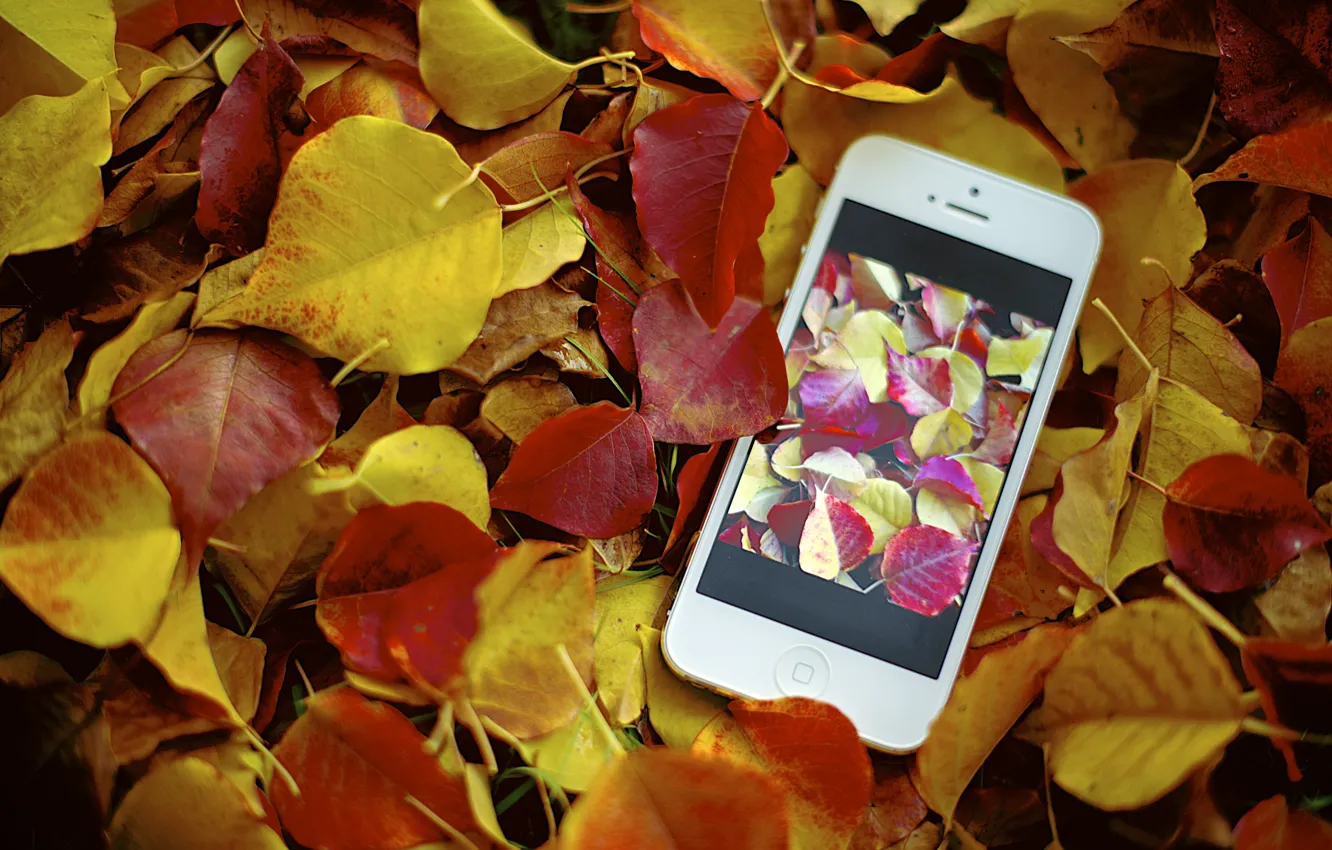 Photo wallpaper autumn, photo, foliage, apple, iphone, photo, photographer, Jamie Frith
