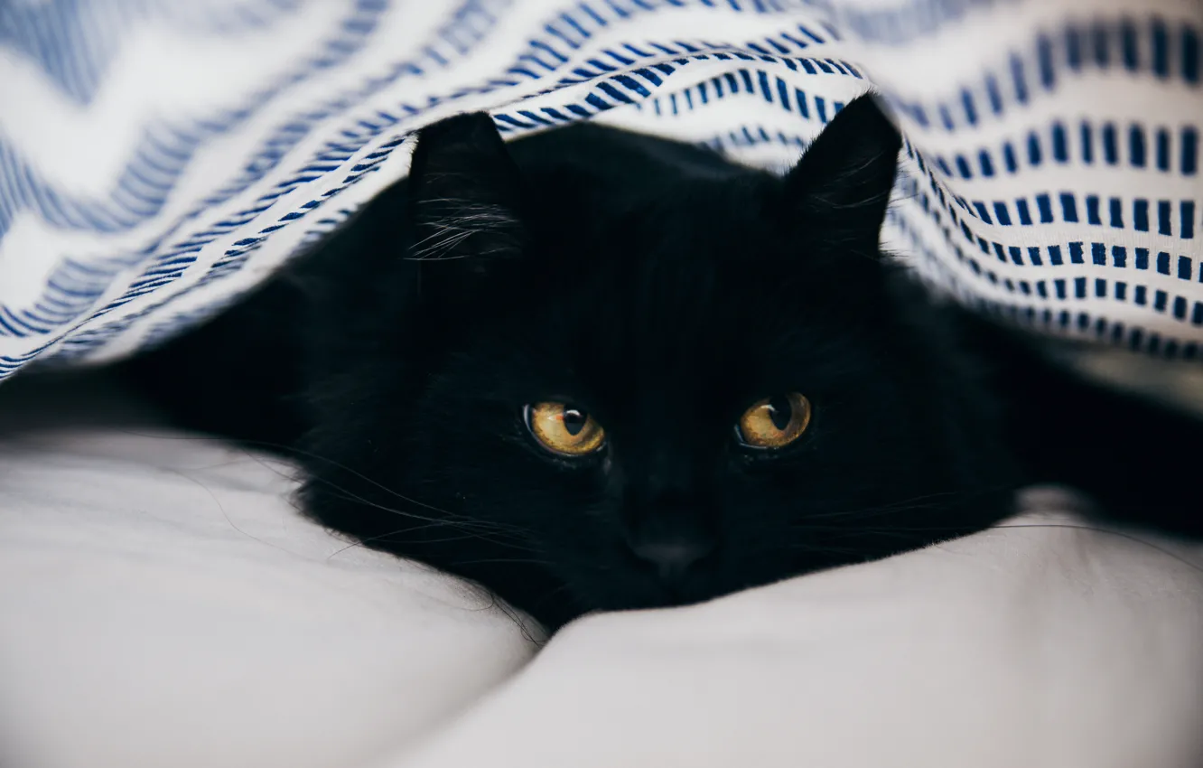 Photo wallpaper cat, cat, look, pose, black, bed, portrait, blanket