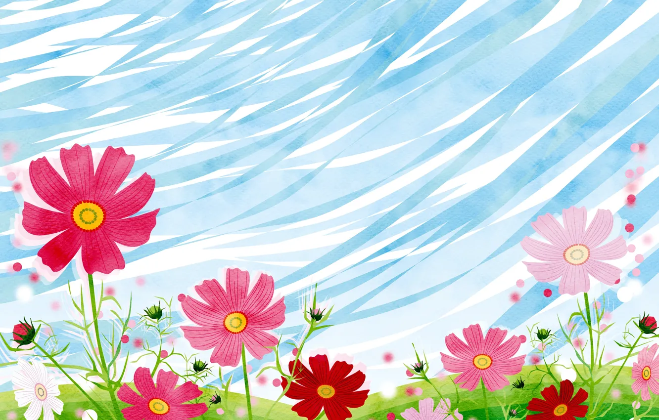 Photo wallpaper flowers, draws, kosmeya