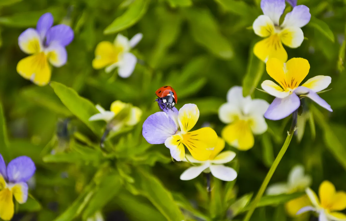 Photo wallpaper macro, flowers, ladybug, beetle, anytin eyes