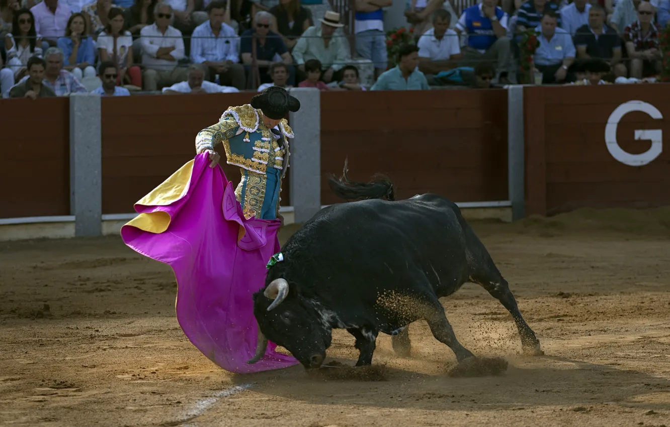 Photo wallpaper arena, bull, Matador