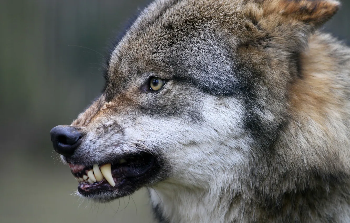 Photo wallpaper nature, Gray Wolf, face, animal, wolf, canis lupus, wildlife, head