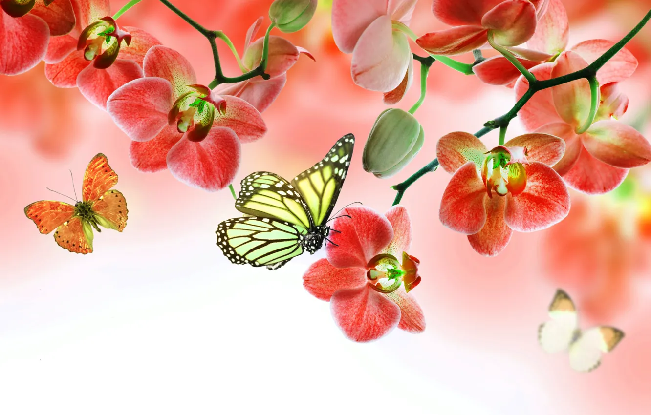 Photo wallpaper butterfly, flowers, Orchid, flowers, beautiful, orchid, butterflies