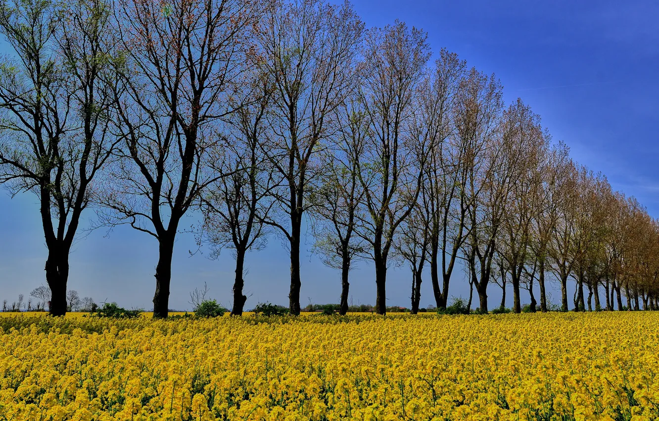 Photo wallpaper field, trees, flowers, The forest