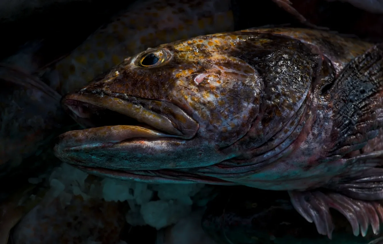 Photo wallpaper macro, background, fish