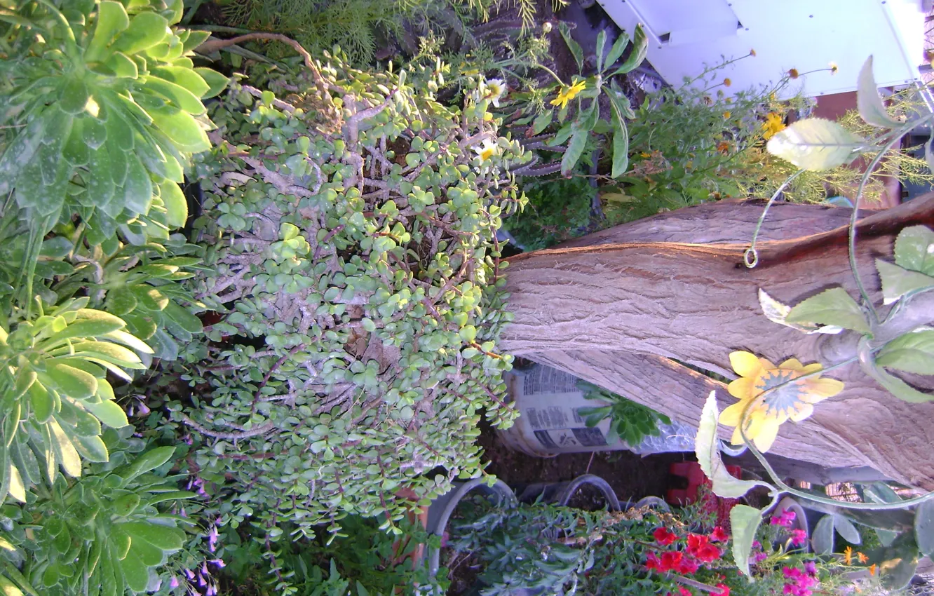 Photo wallpaper green, red, tree