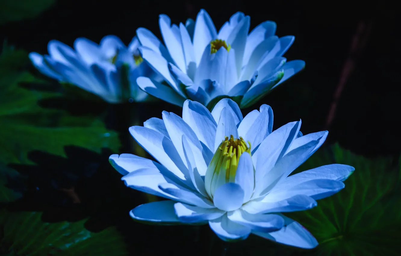 Photo wallpaper macro, flowers, pond, the dark background, blue, petals, three, trio