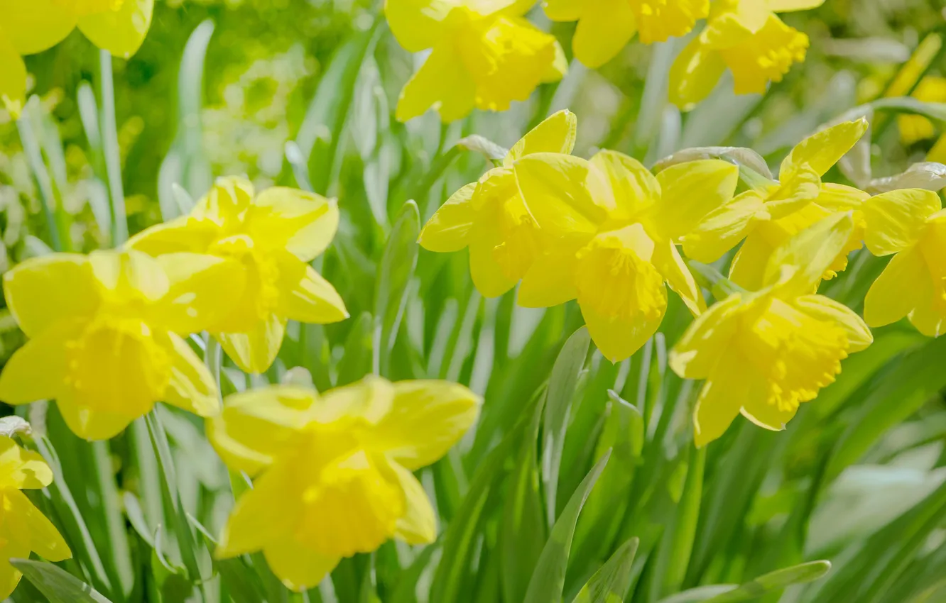 Photo wallpaper flowers, spring, daffodils