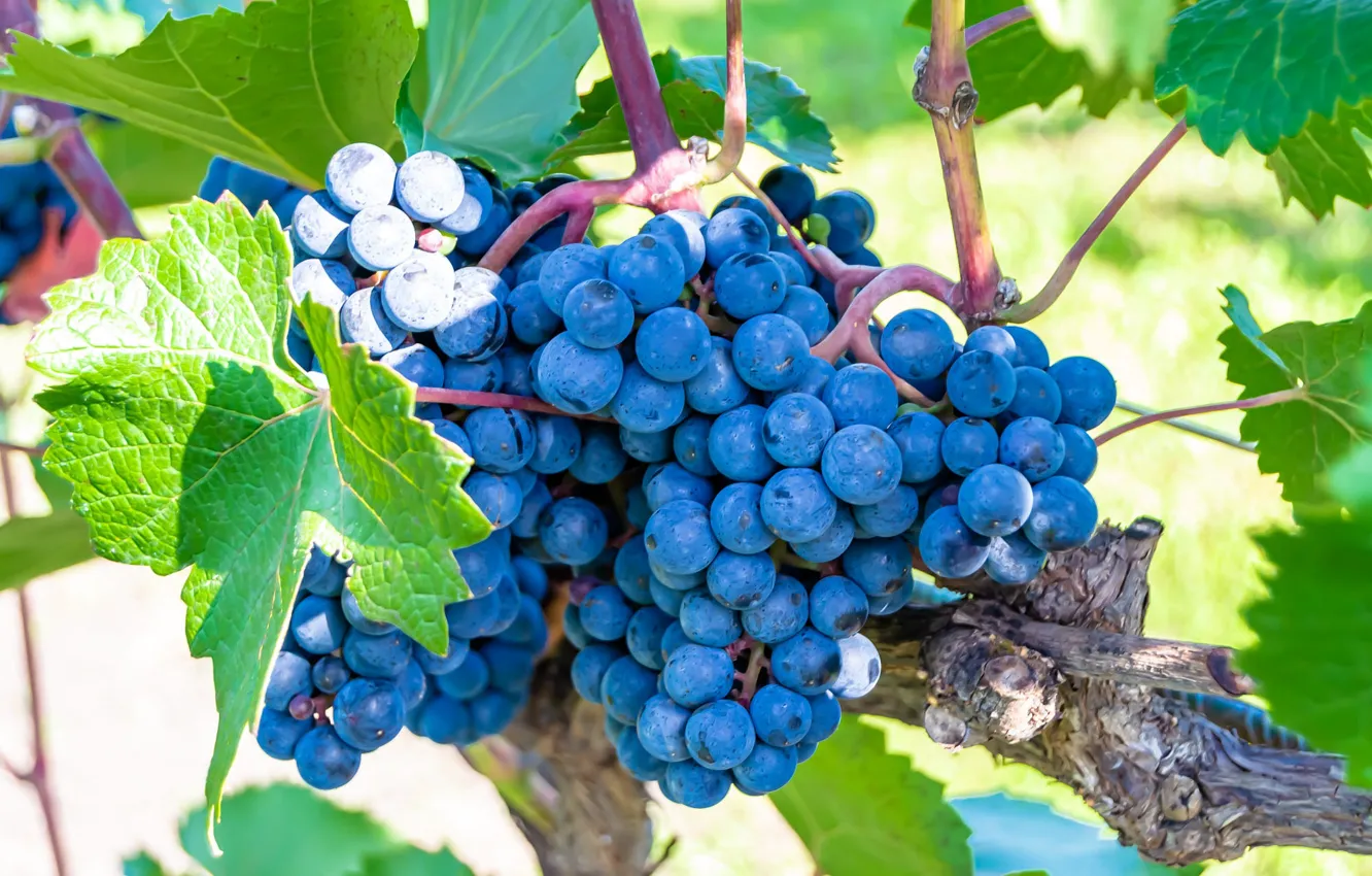 Photo wallpaper blue, grapes, bunch of grapes