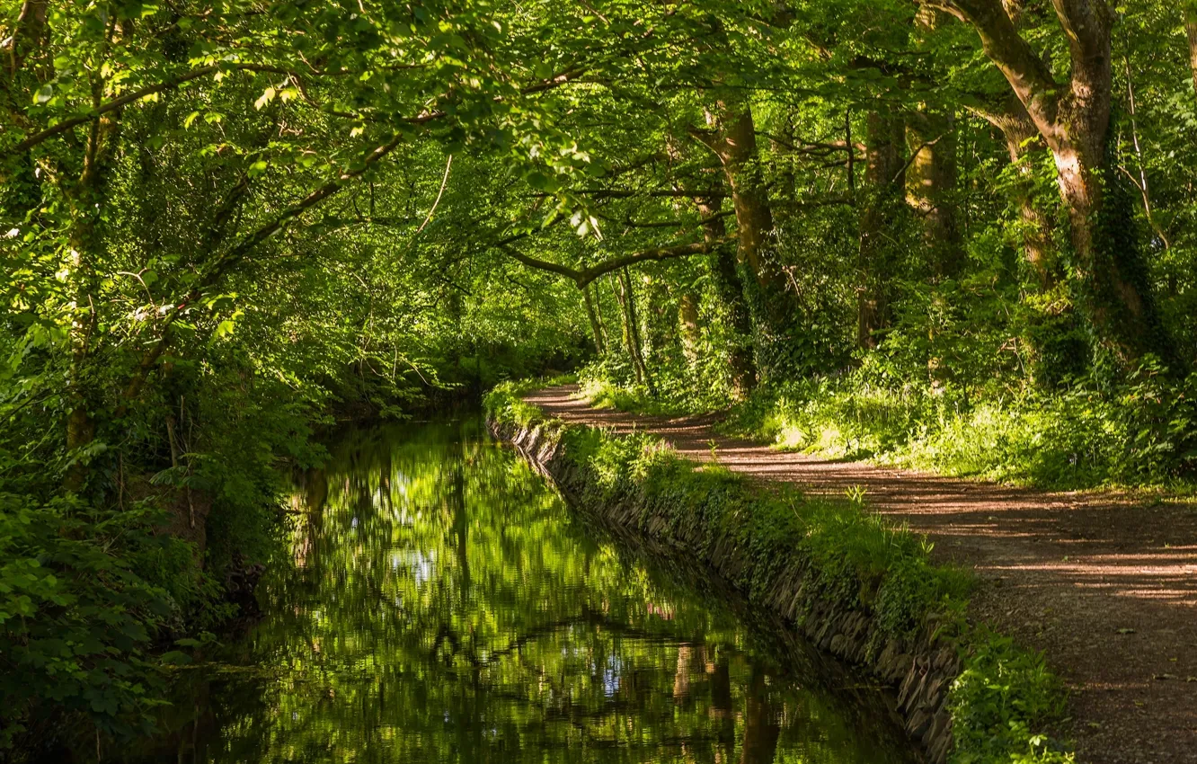 Photo wallpaper greens, forest, trees, river, England, river, path, England