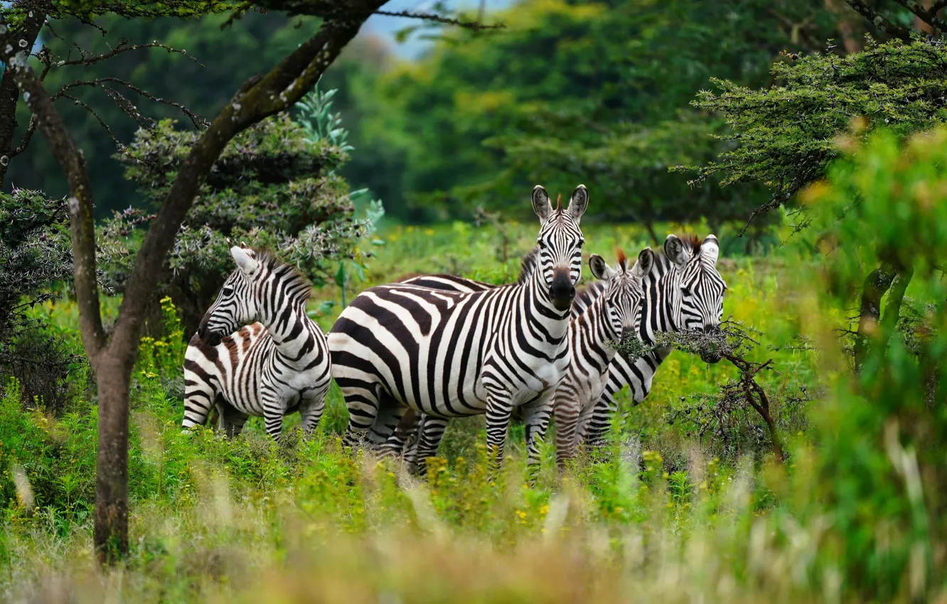 Photo wallpaper grass, branches, nature, glade, Zebra, the bushes, the herd