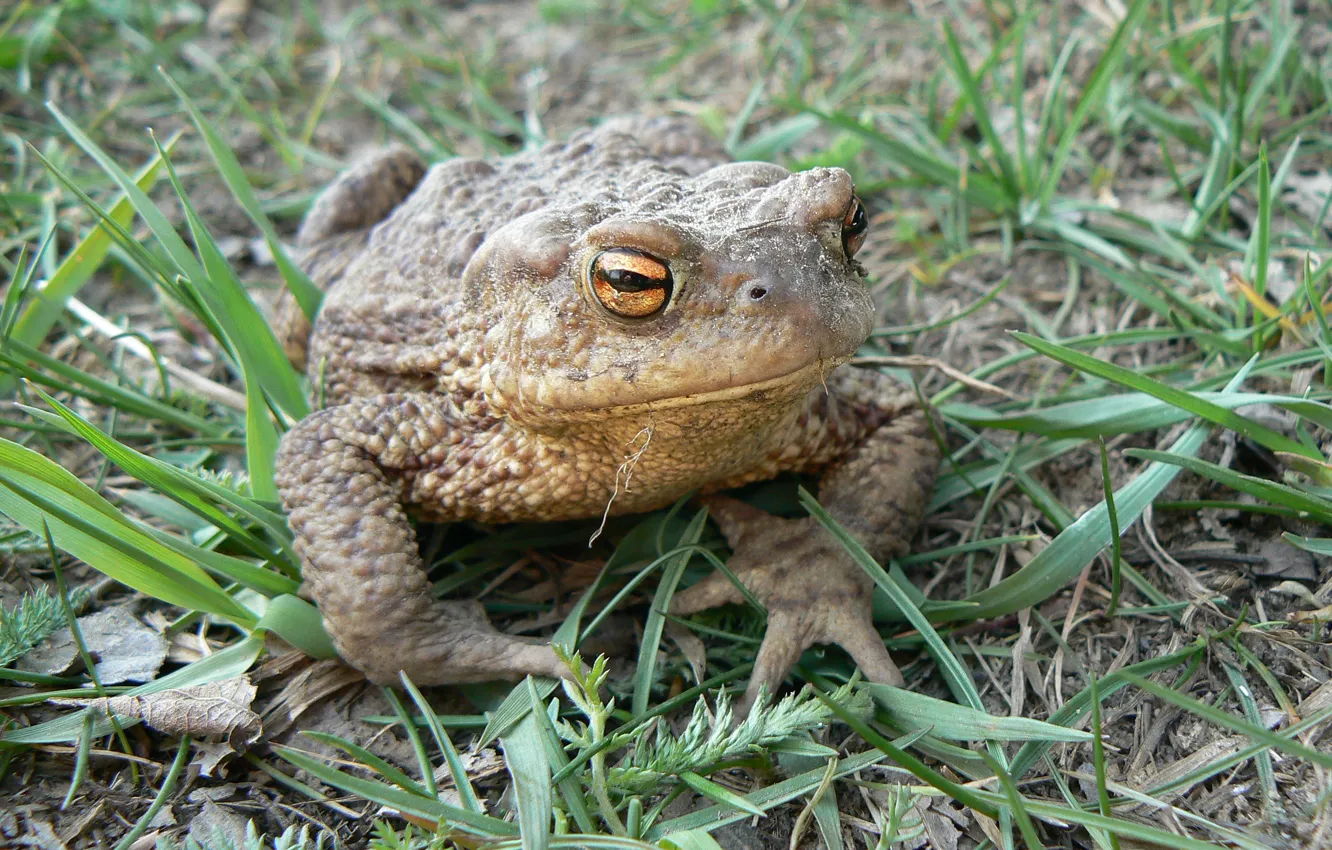 Photo wallpaper macro, toad, Belarus, my photo