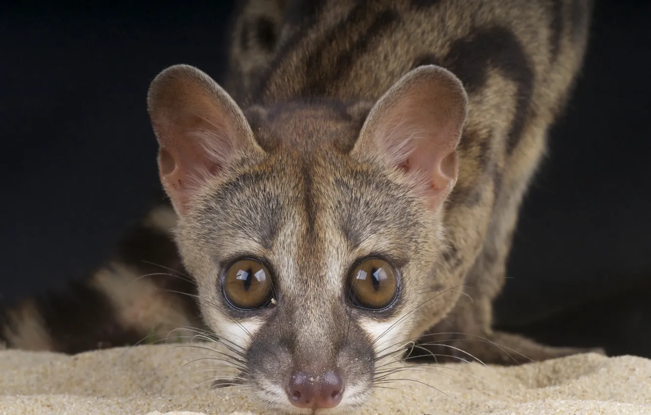 Photo wallpaper sand, look, animal, predatory, Chord, mammal, Genet, viverrids