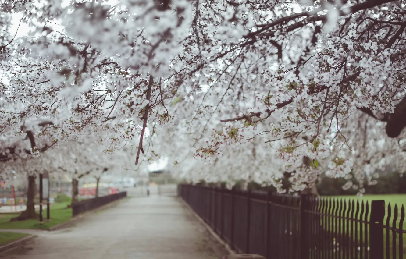 Photo wallpaper trees, flowers, garden, alley