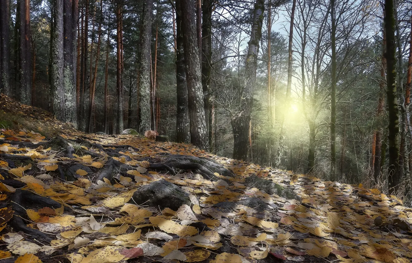 Photo wallpaper autumn, forest, light, nature