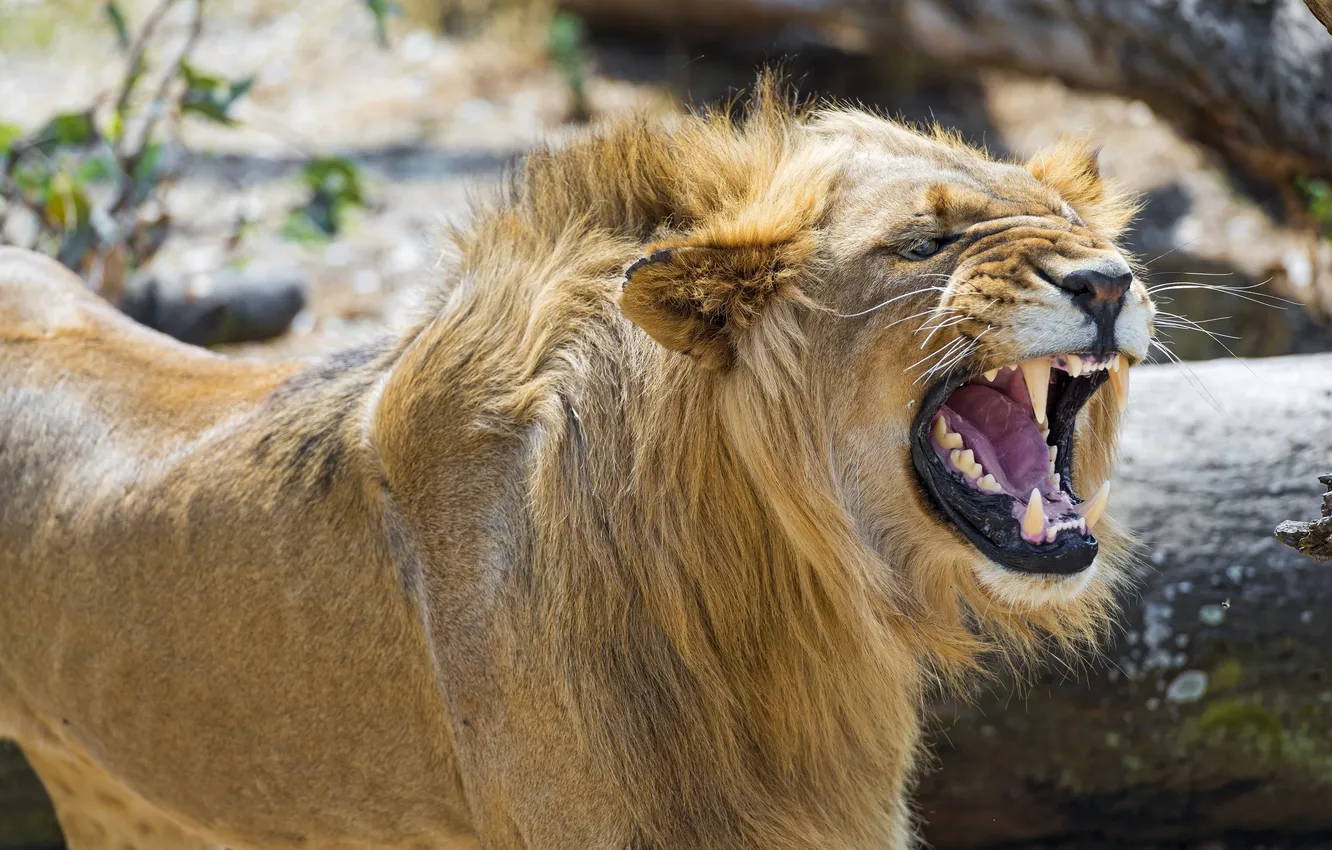 Photo wallpaper face, anger, predator, Leo, rage, mouth, mane, grin