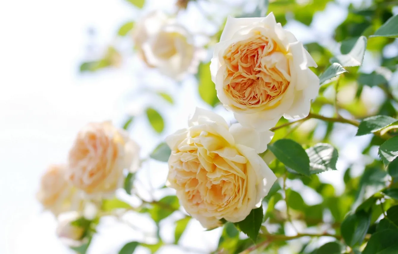 Photo wallpaper roses, buds, rose Bush