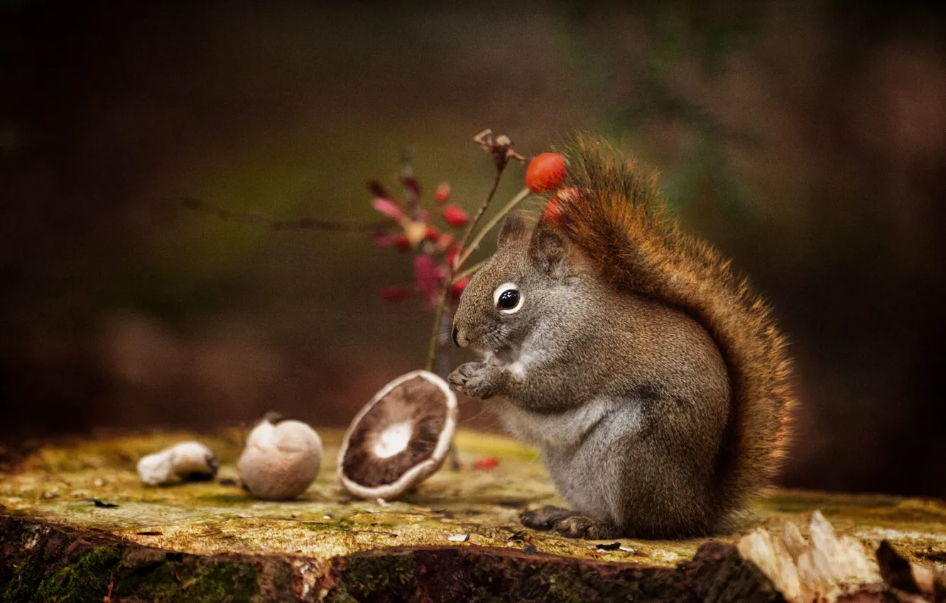 Photo wallpaper mushrooms, stump, protein