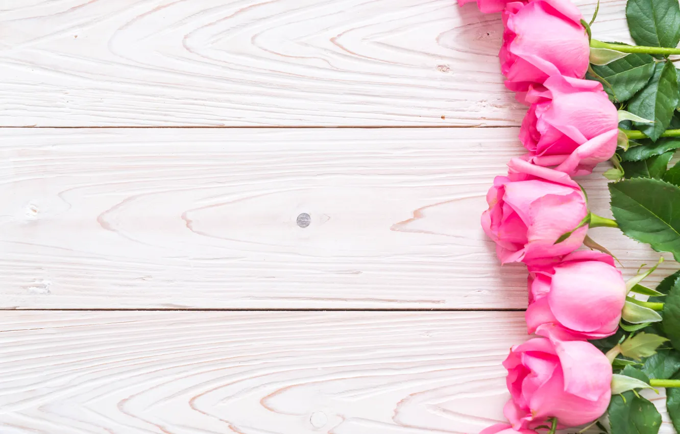 Photo wallpaper white, background, roses, bouquet, buds