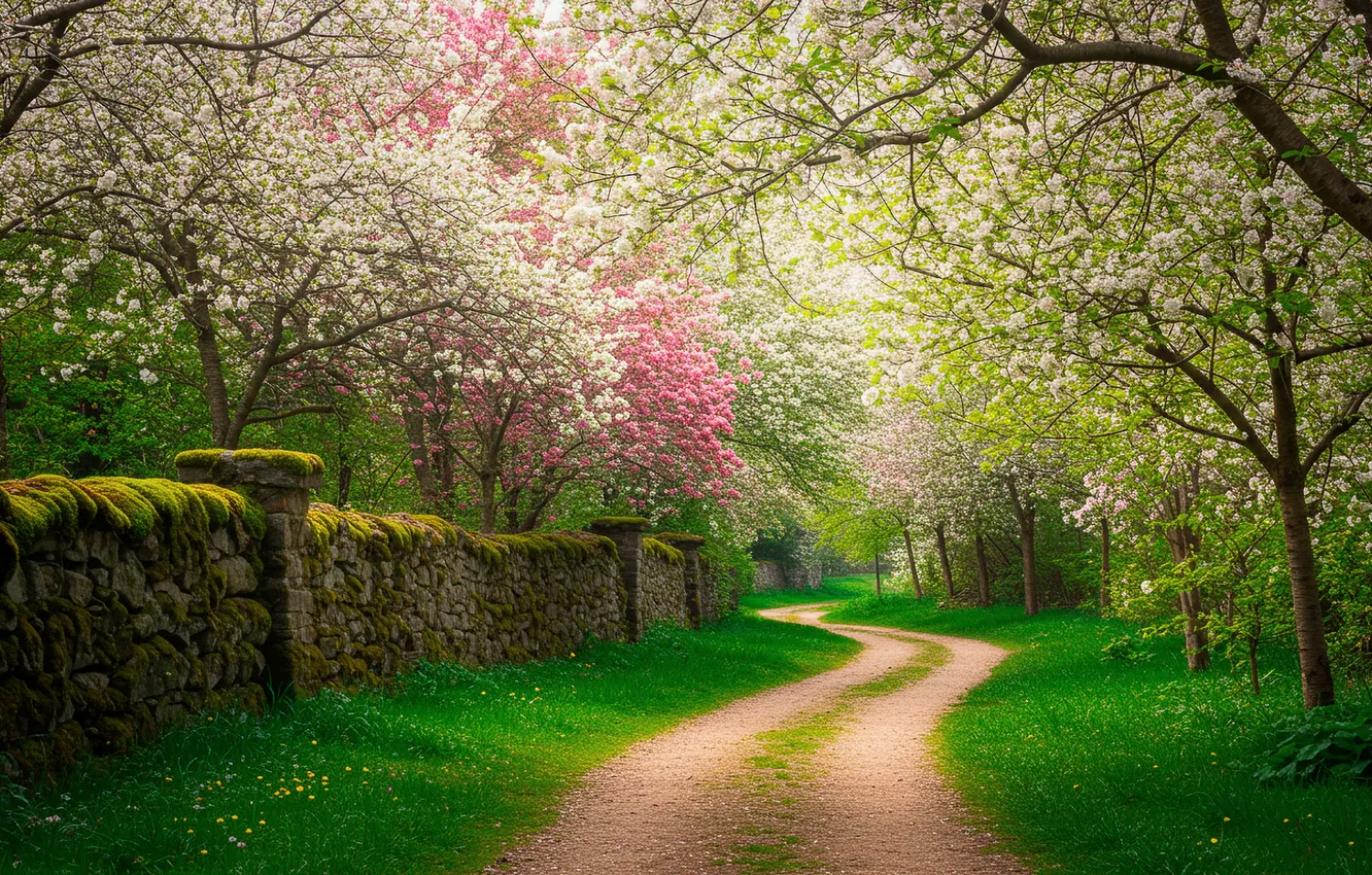 Photo wallpaper road, trees, wall, spring, art, wallpaper, wall, road