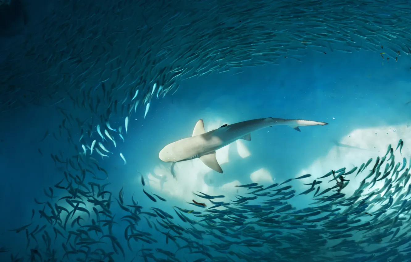 Photo wallpaper ocean, water, shark, fish