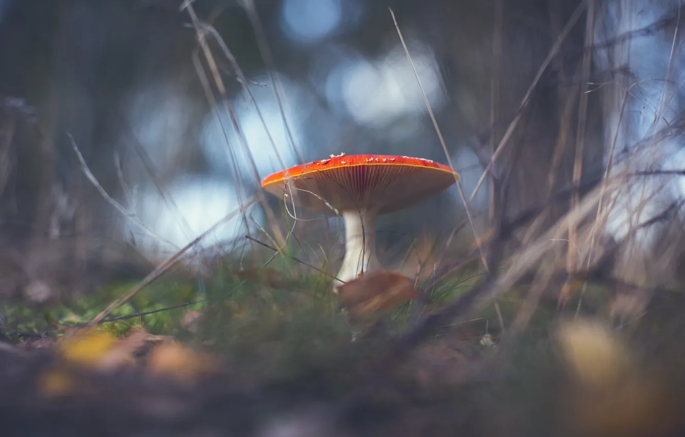 Photo wallpaper grass, nature, mushrooms, blur, mushroom, bokeh