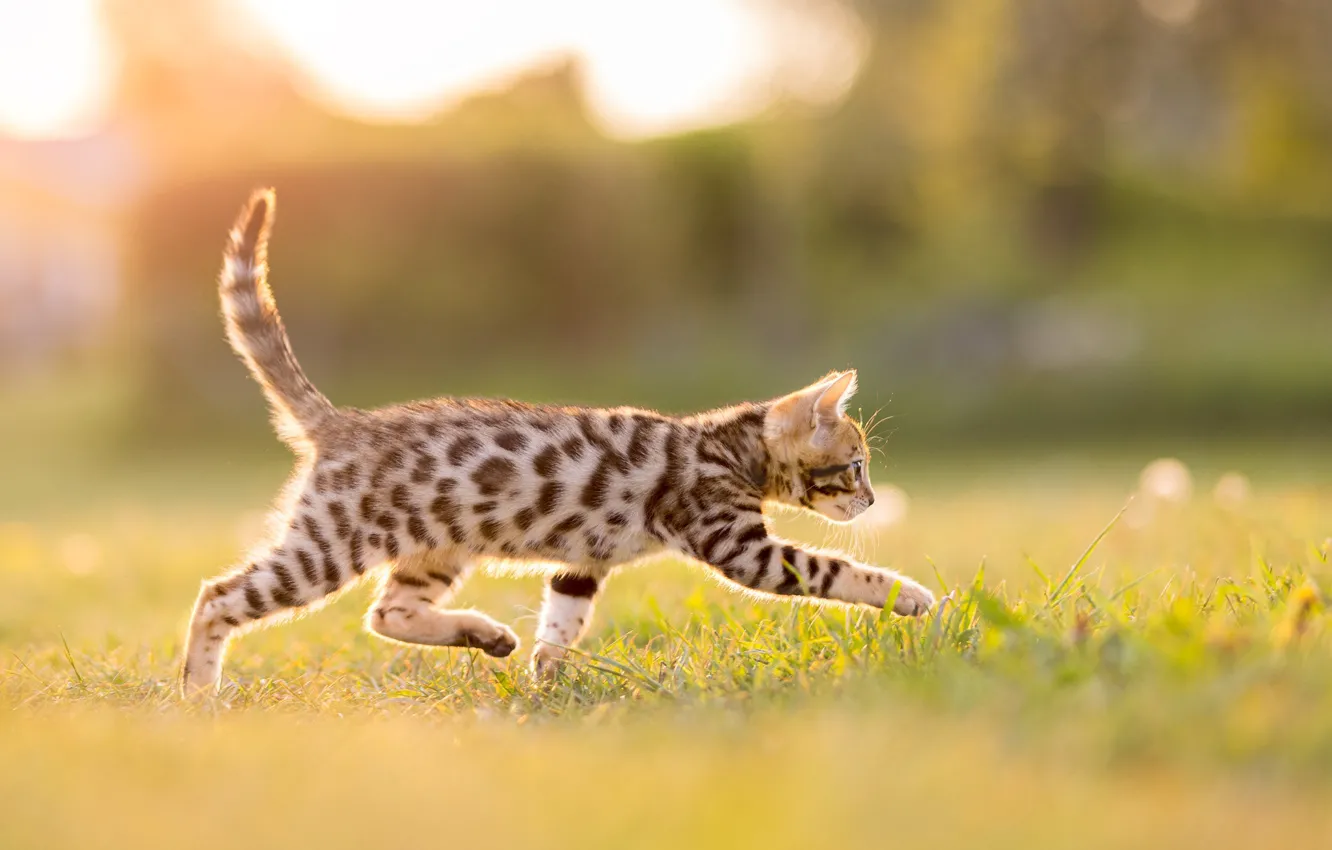 Photo wallpaper cat, grass, cat, look, light, nature, pose, glade