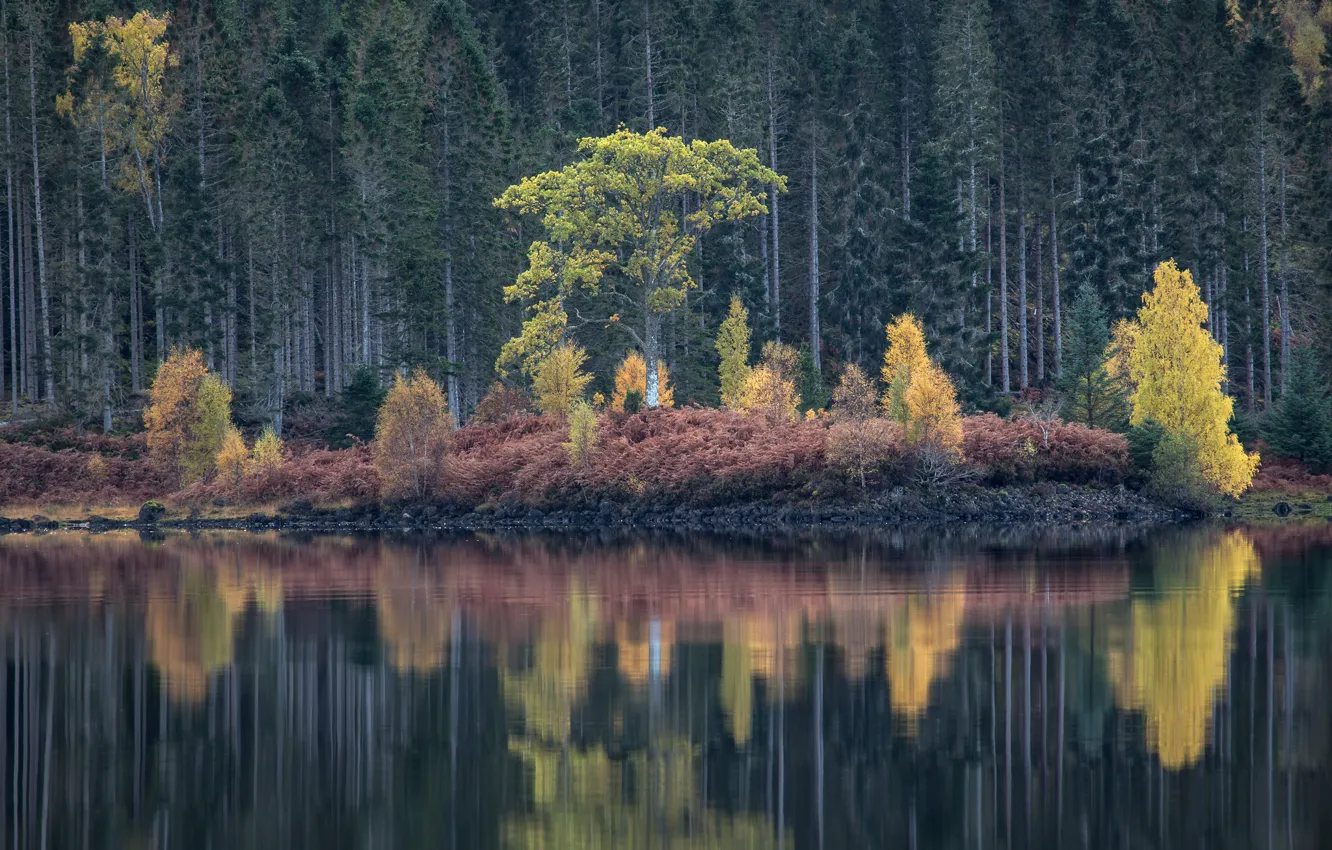 Photo wallpaper autumn, forest, trees, lake, reflection