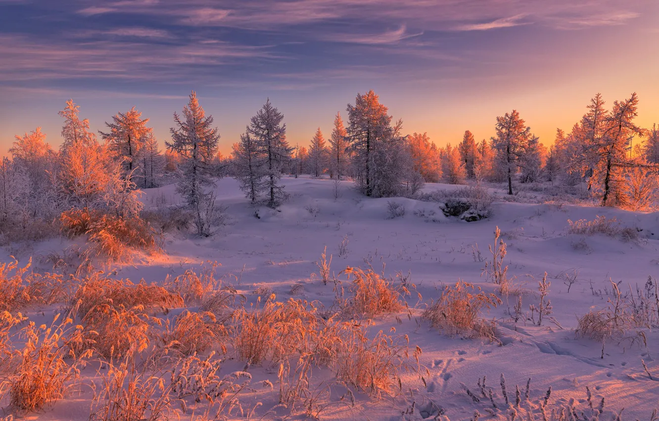 Photo wallpaper winter, forest, clouds, light, snow, landscape, sunset, nature