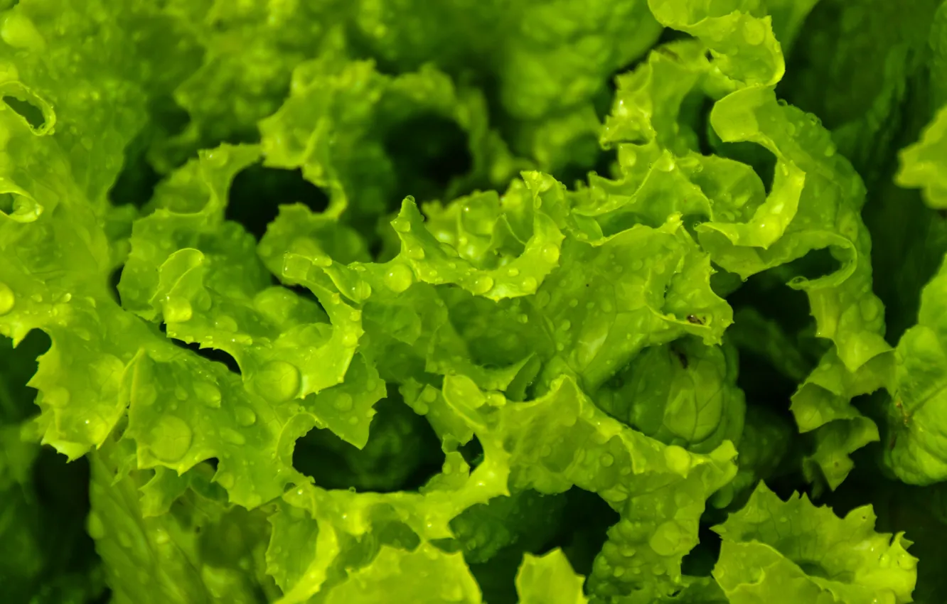 Photo wallpaper green, plant, raindrops, lettuce