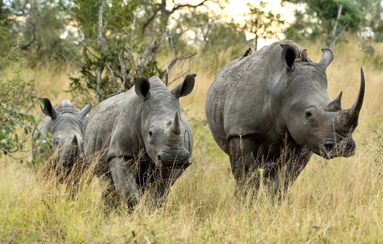 Photo wallpaper nature, group, rhinos