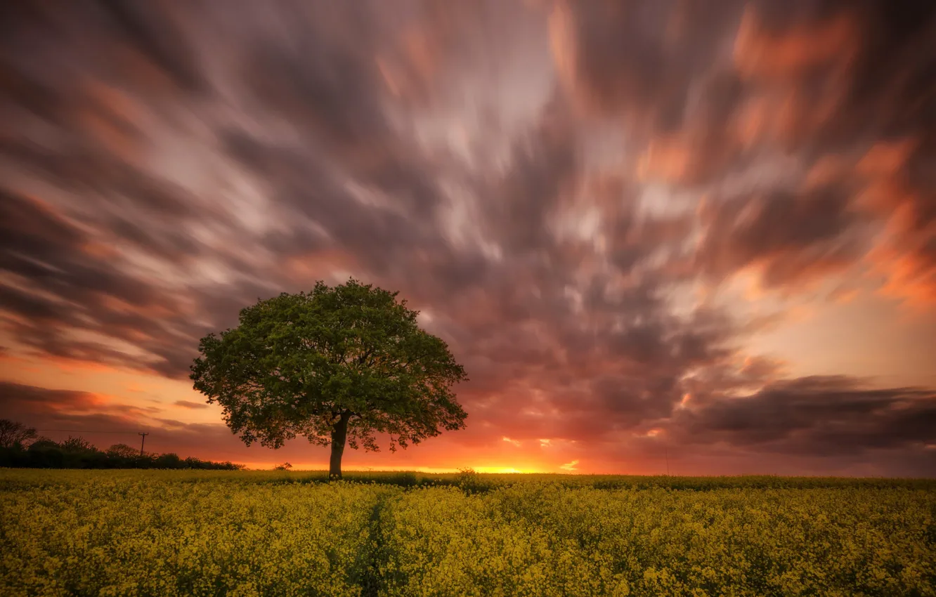 Photo wallpaper field, trees, rape
