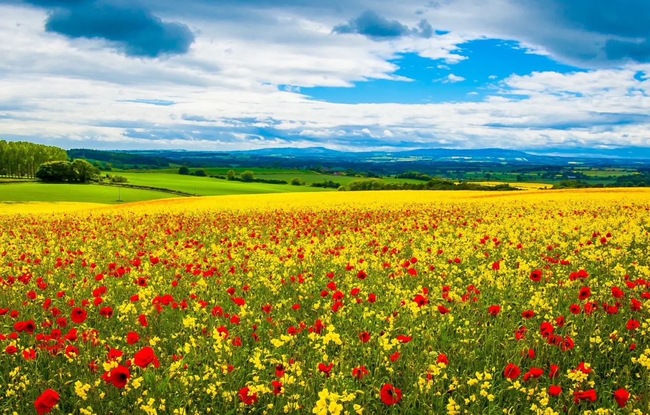 Photo wallpaper HILLS, HORIZON, The SKY, FIELD, CLOUDS, YELLOW, FLOWERS, RED