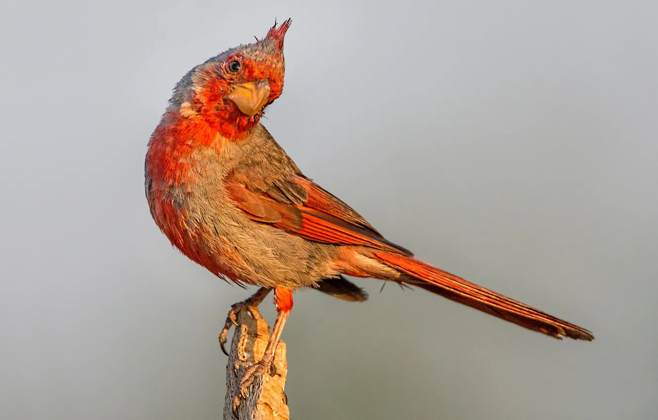 Photo wallpaper bird, beak, tail, parrot cardinal