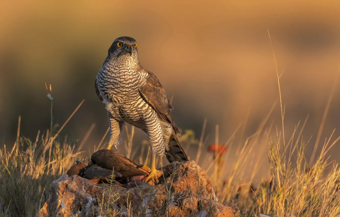 Photo wallpaper nature, bird, Falcon