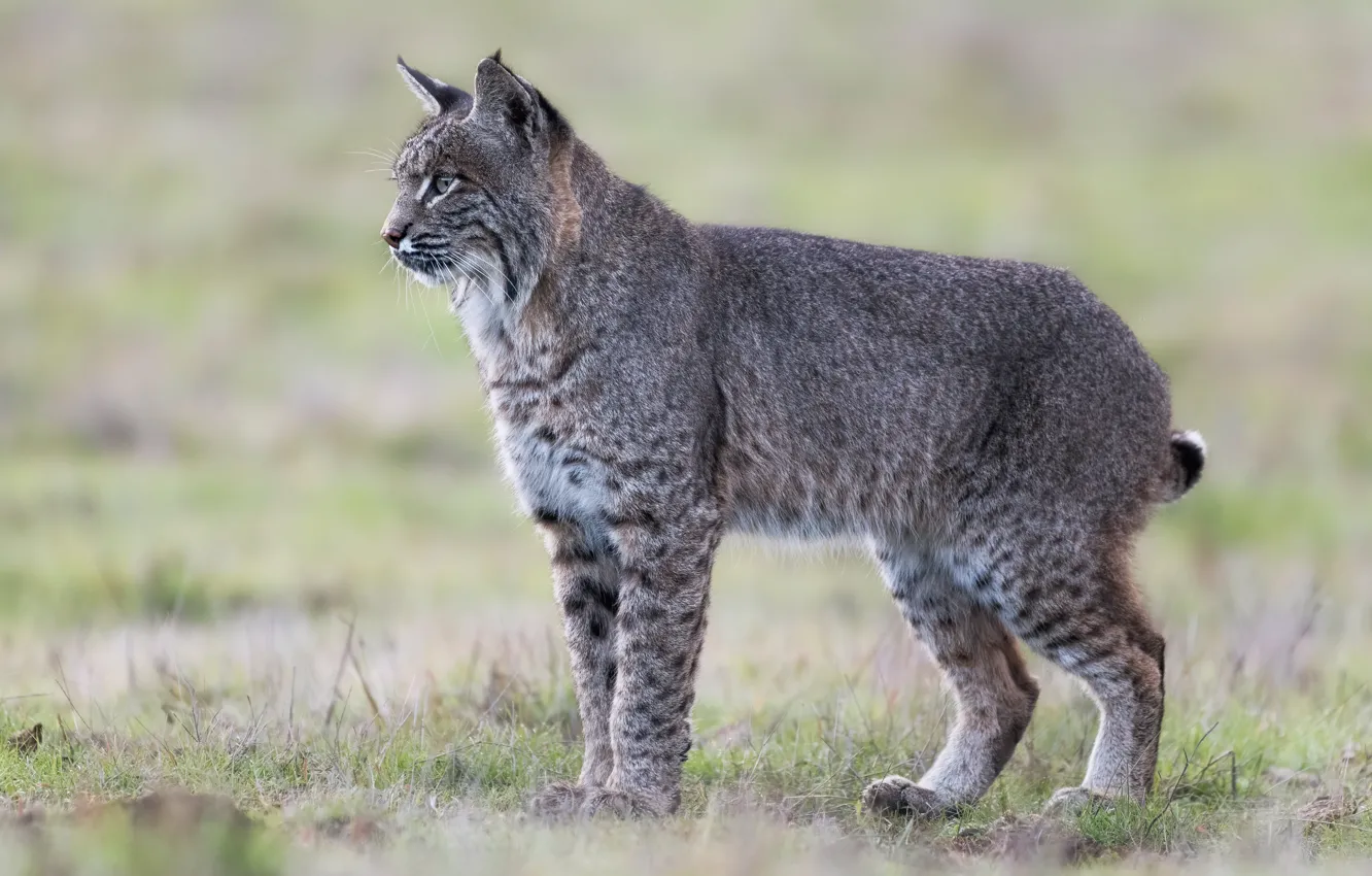 Photo wallpaper grass, look, nature, glade, is, lynx, wild cat