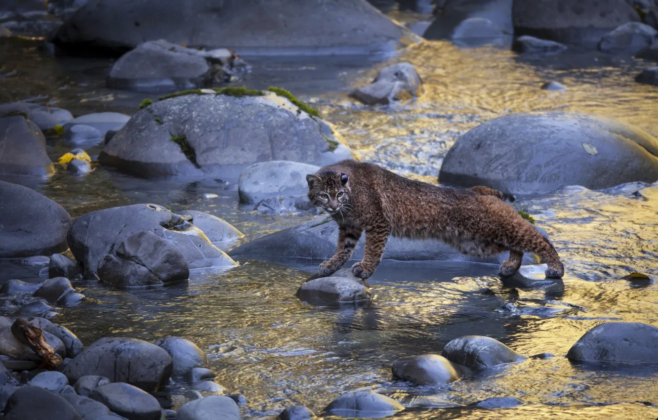 Photo wallpaper water, river, stones, lynx