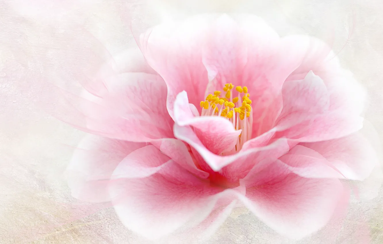 Photo wallpaper flower, macro, pink, treatment, petals, Camellia