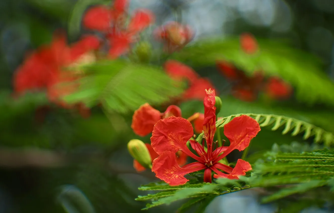 Photo wallpaper greens, summer, leaves, macro, trees, flowers, red, blur