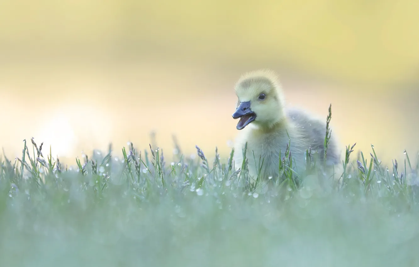 Photo wallpaper grass, drops, Rosa, bird, duck, duck, Chicks, geese