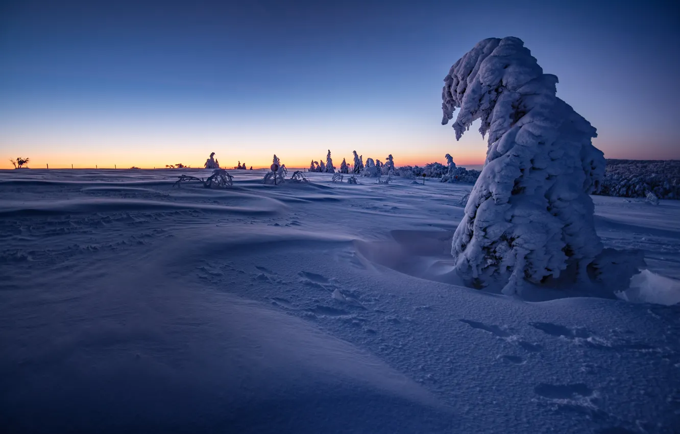 Photo wallpaper winter, frost, forest, the sky, snow, trees, sunset, blue