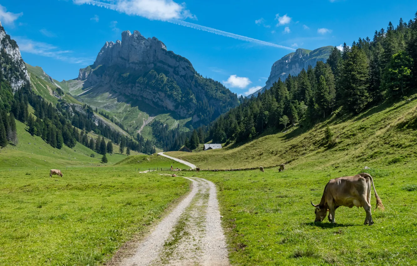Photo wallpaper cows, Alps, mountains, pasture, summer